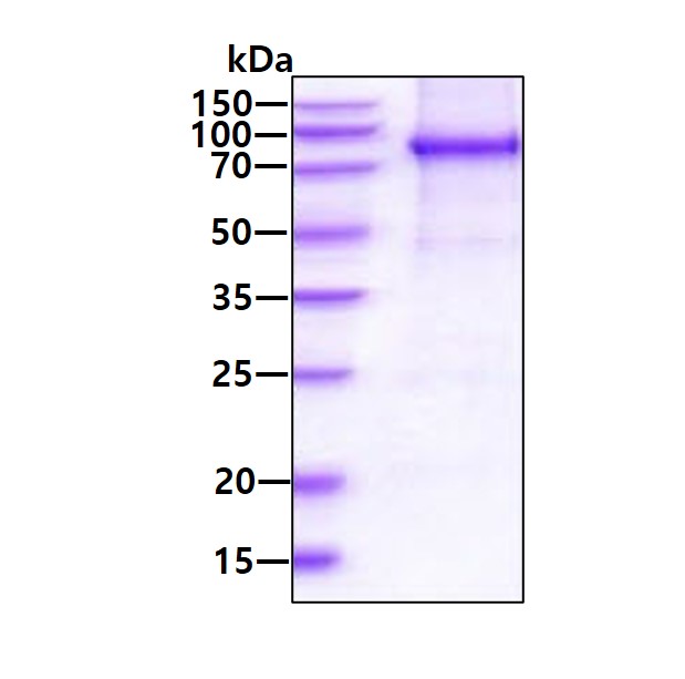3 μg by SDS-PAGE under reducing condition and visualized by coomassie blue stain.